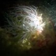 Inachus dans son anemone verte